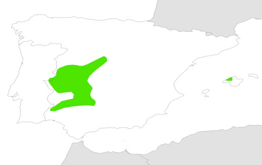 external image Area-de-reproducao---Iberia-abutre2.jpg